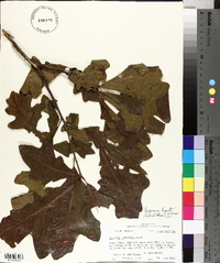 Quercus lyrata image