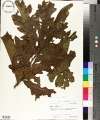 Quercus lyrata image