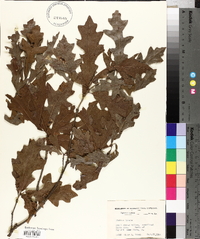 Quercus lyrata image