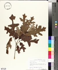 Quercus lyrata image