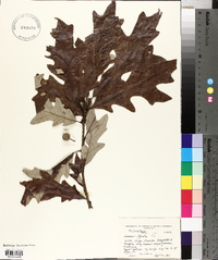 Quercus lyrata image