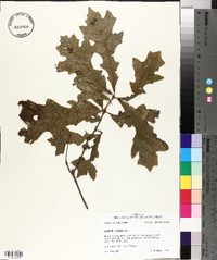 Quercus lyrata image