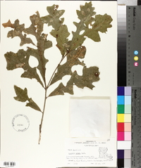 Quercus lyrata image