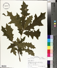 Quercus lyrata image