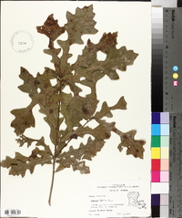 Quercus lyrata image