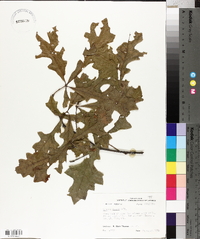 Quercus lyrata image