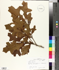 Quercus lyrata image