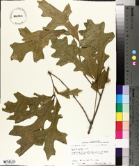 Quercus lyrata image