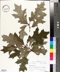 Quercus lyrata image