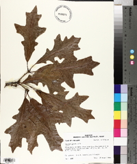 Quercus lyrata image