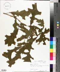 Quercus lyrata image