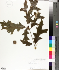 Quercus lyrata image