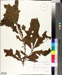 Quercus lyrata image