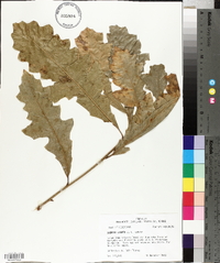 Quercus lyrata image