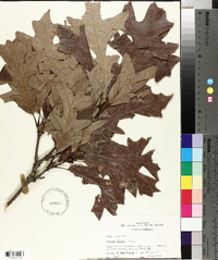 Quercus lyrata image