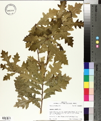 Quercus lyrata image