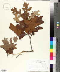 Quercus lyrata image