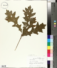 Quercus lyrata image