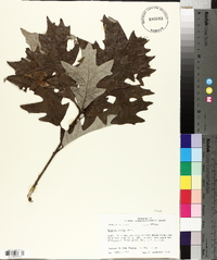 Quercus lyrata image