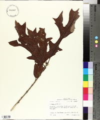 Quercus lyrata image