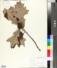 Quercus lyrata image