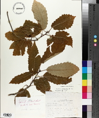 Quercus prinoides image