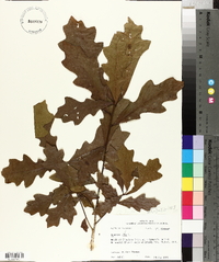 Quercus lyrata image