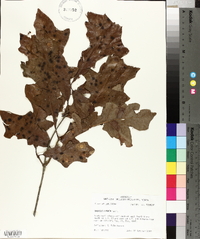 Quercus lyrata image