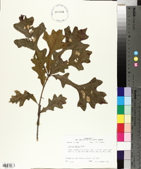 Quercus lyrata image