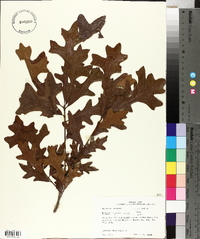 Quercus lyrata image