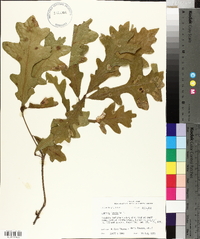 Quercus lyrata image