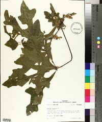 Quercus lyrata image