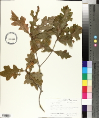 Quercus lyrata image