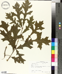 Quercus lyrata image