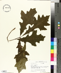 Quercus lyrata image