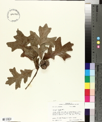 Quercus lyrata image