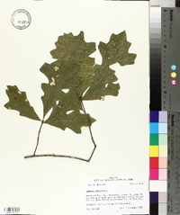 Quercus lyrata image