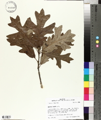 Quercus lyrata image