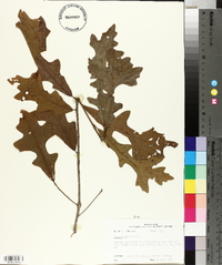 Quercus lyrata image