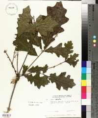 Quercus lyrata image