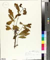 Quercus lyrata image