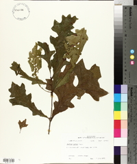 Quercus lyrata image