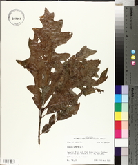 Quercus lyrata image