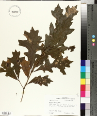 Quercus lyrata image