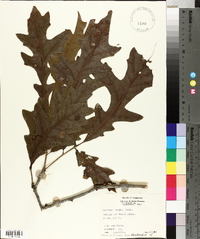 Quercus lyrata image