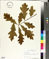 Quercus lyrata image