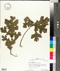 Quercus margarettiae image