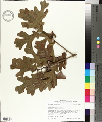 Quercus margarettiae image