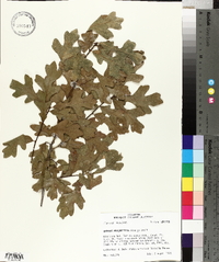 Quercus margarettiae image