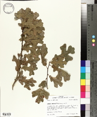 Quercus margarettiae image